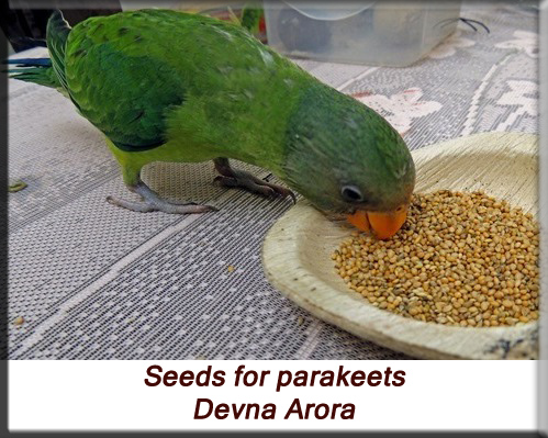 Devna Arora - Feeding parakeets in captivity